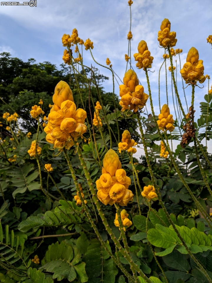 翅果鐵刀木+霸王鞭 台南市新營區延平路 12/08