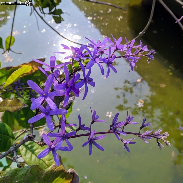 粉撲花+錫葉藤+澤蘭 台南市柳營區太康綠色隧道 12/22