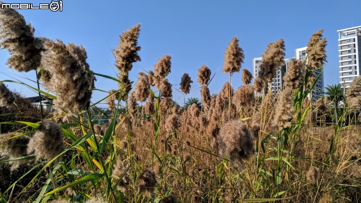 蘆葦 台南市南區萬年五街華友聯歡喜公園 12/02