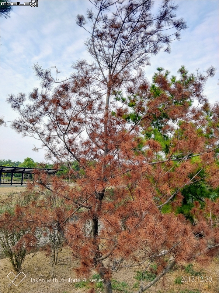 紅色台灣五葉松 嘉義市東區香湖公園獅子林 12/30
