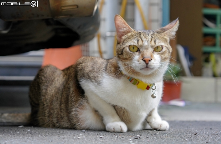 2018 年終回顧 SONY A7R3 [ 少部分富士及NIKON ]圖多