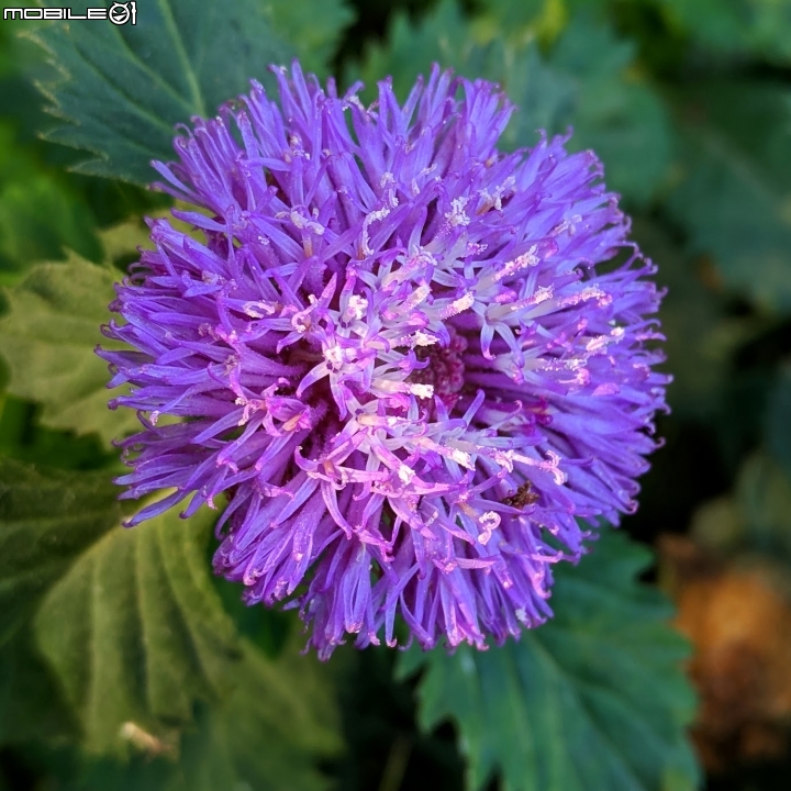艷紫荊 台南市東區巴克禮紀念公園 12/02