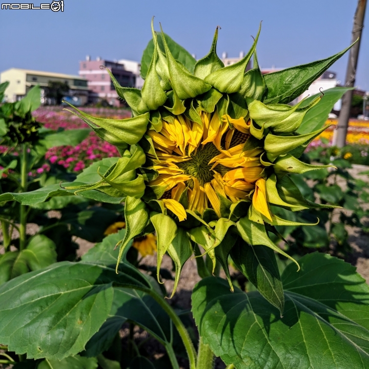花海 嘉義市西區玉山路頭港里真武宮 12/15