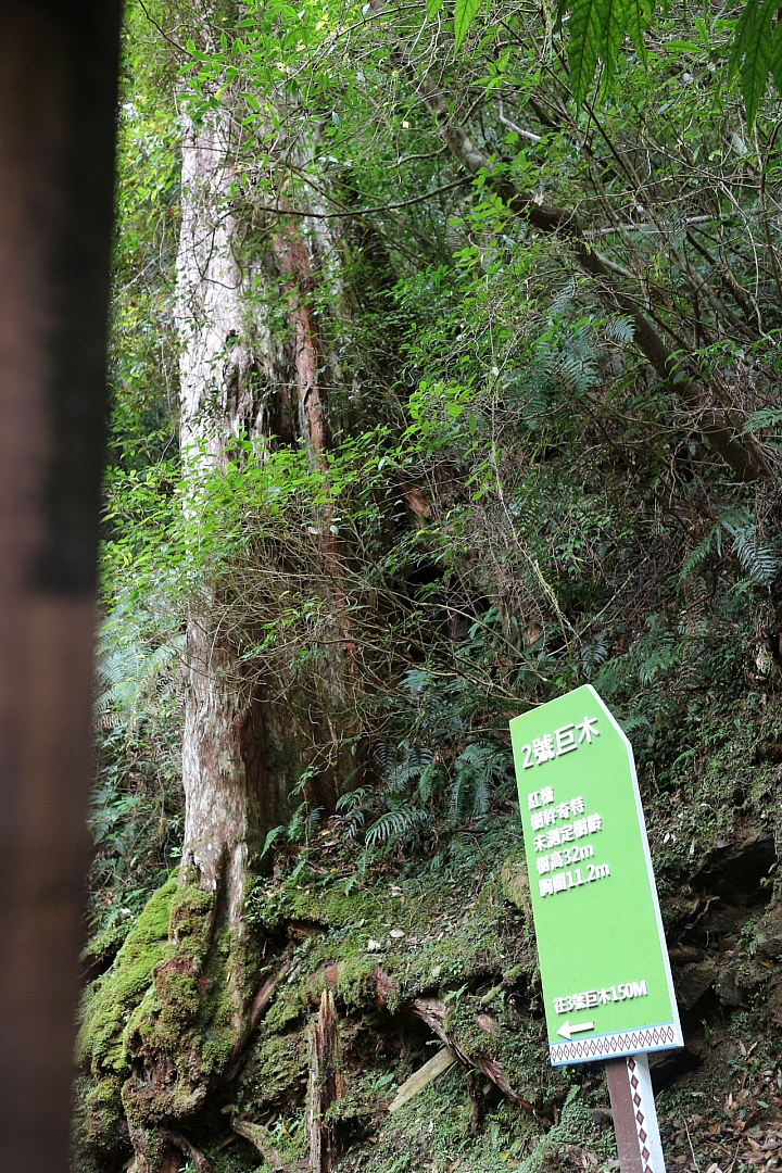 拉拉山神木群步道