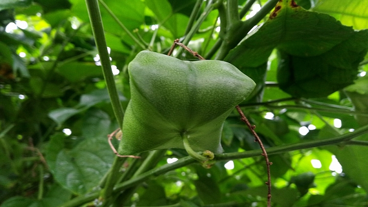 請問這是啥植物