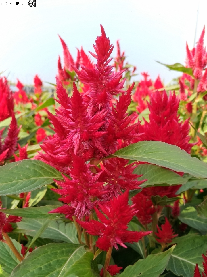 羽狀雞冠花+花海 嘉義市西區市玉山路花海 12/15