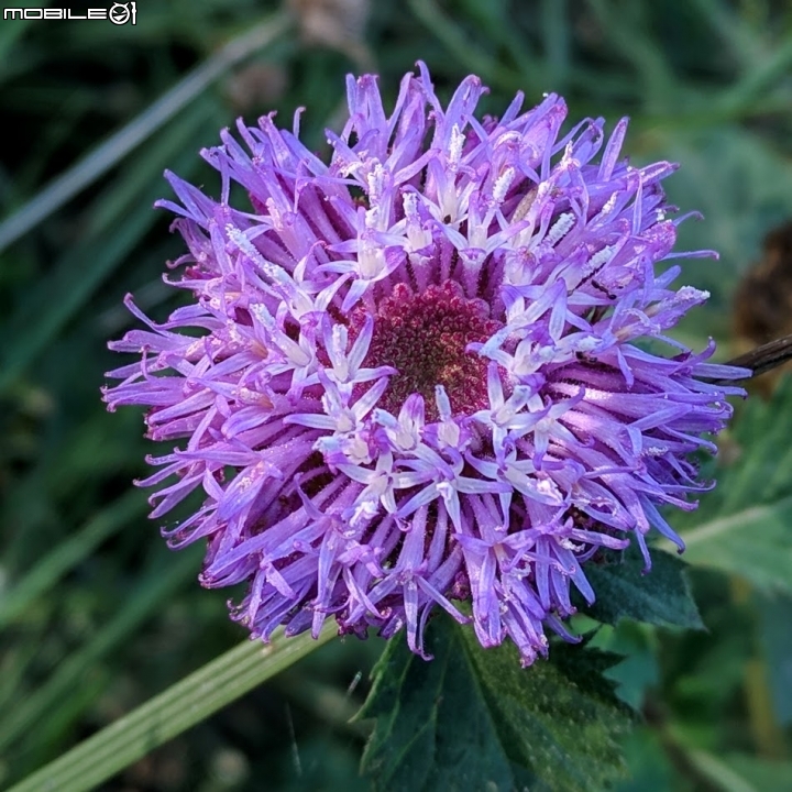 艷紫荊 台南市東區巴克禮紀念公園 12/02