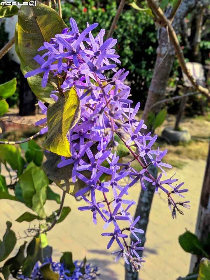 粉撲花+錫葉藤+澤蘭 台南市柳營區太康綠色隧道 12/22