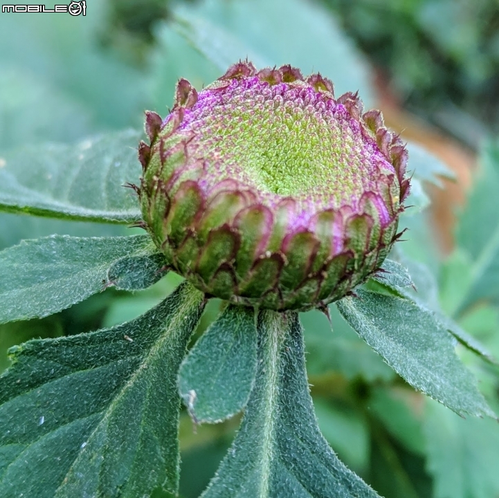 艷紫荊 台南市東區巴克禮紀念公園 12/02