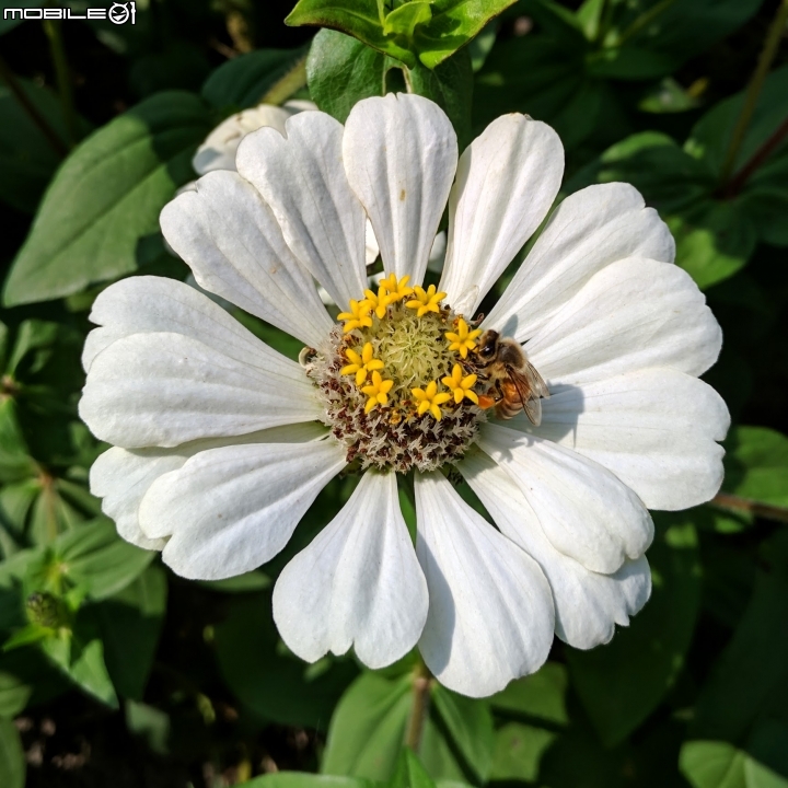 花海 嘉義市西區玉山路頭港里真武宮 12/15