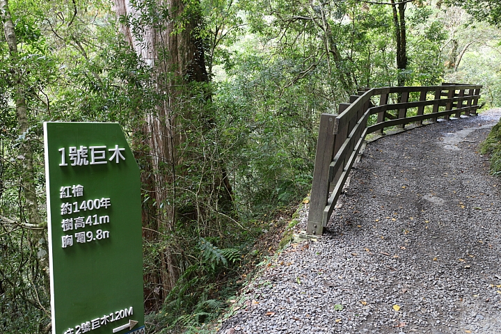 拉拉山神木群步道