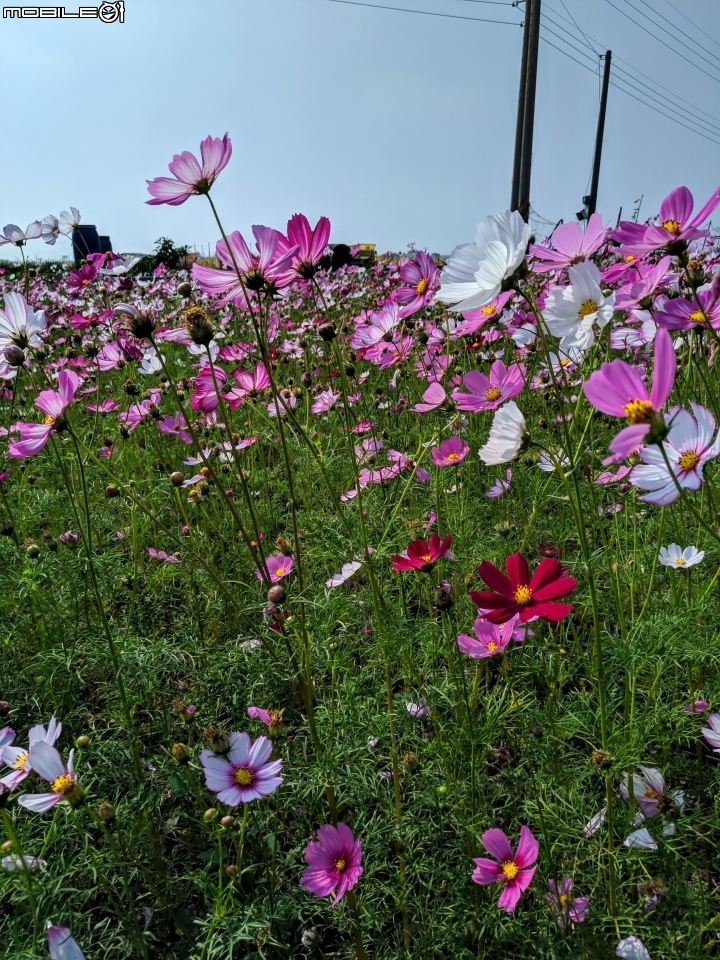 花海 嘉義市西區玉山路頭港里真武宮 12/15