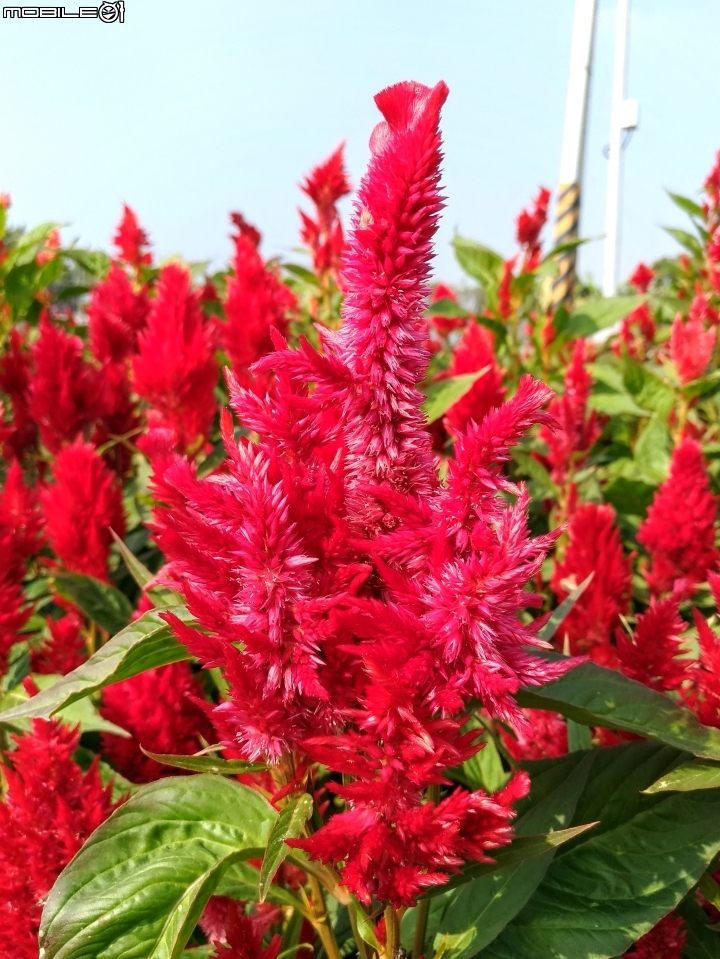 羽狀雞冠花+花海 嘉義市西區市玉山路花海 12/15