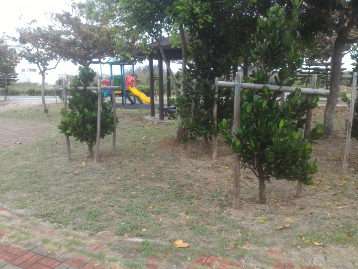 公園落葉飄呀飄，風兒吹呀吹，大葉欖仁樹與雞蛋花落葉掉不停，從秋吹到夏，落葉飄入住家，天天掃不停。