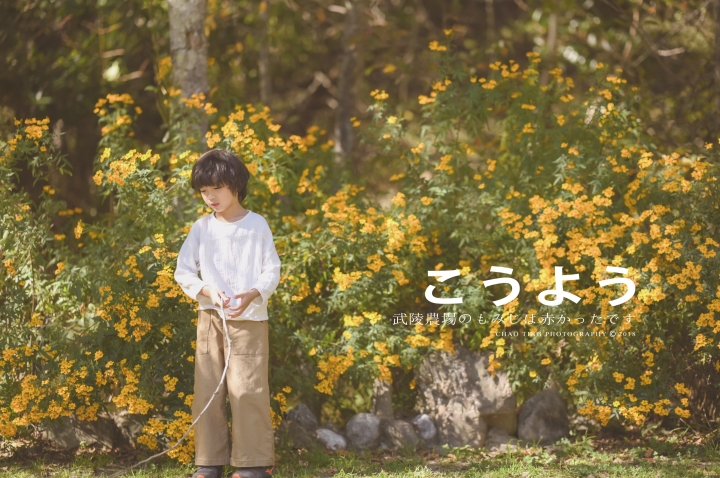【NIKON Z6】楓之武陵（同場加映Z50/F1.8S日常隨拍）