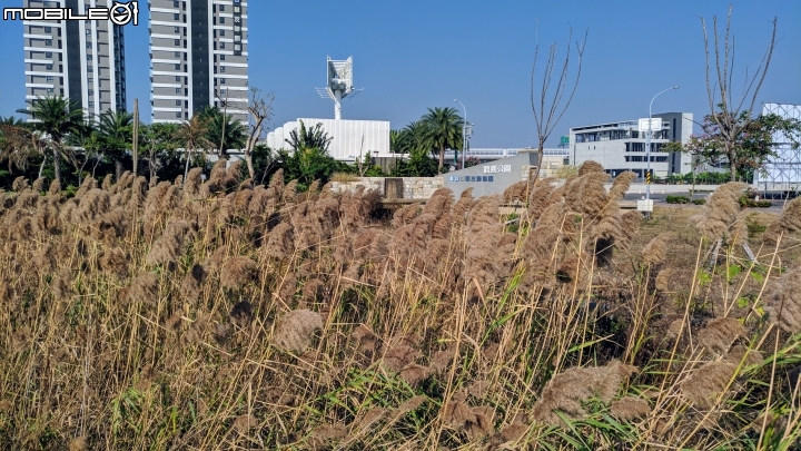 蘆葦 台南市南區萬年五街華友聯歡喜公園 12/02