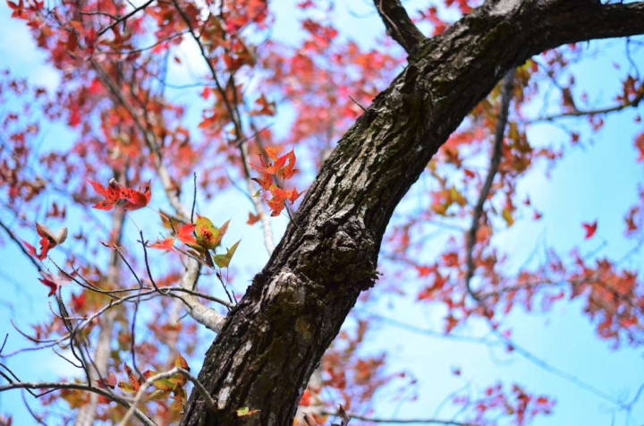 石門楓葉，幾近全部謝光，不用去了！