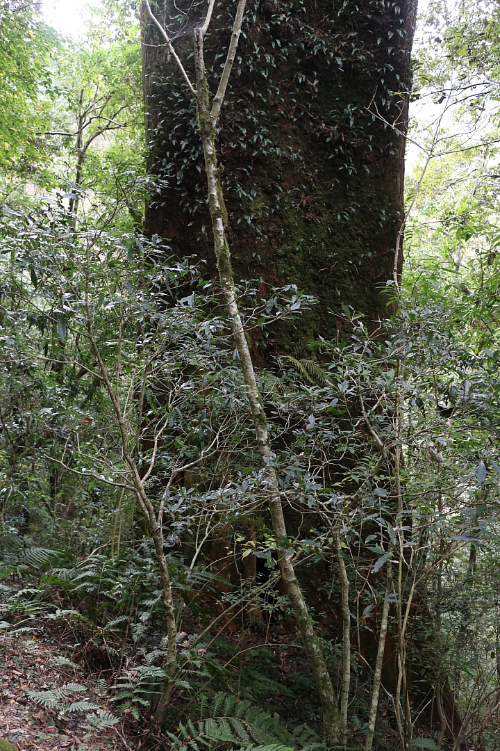 拉拉山神木群步道