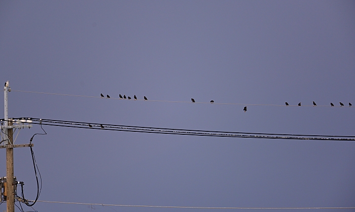 (補充:蒼鷺更霸)大鵬灣魚鷹抓魚受到洋燕及八哥干擾，尤其是八哥，真是白目一族。