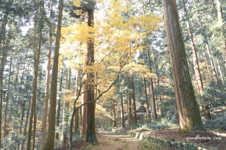 [A57]京都10日蜜月自由行(圖多)