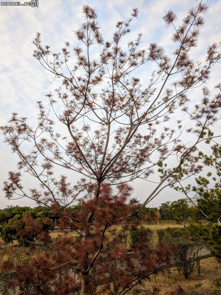 紅色台灣五葉松 嘉義市東區香湖公園獅子林 12/30