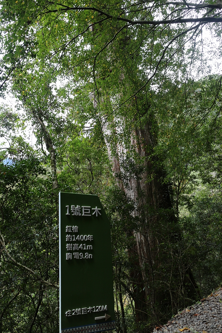 拉拉山神木群步道