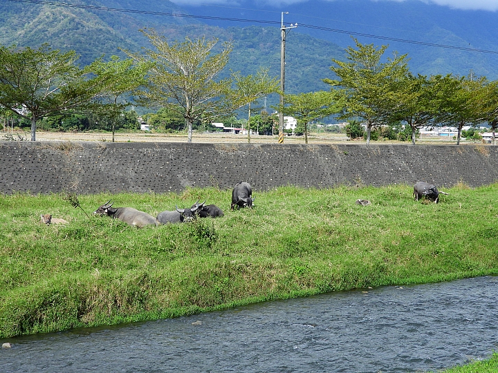 適合Z7/Z6的輕便型腳架AOKA cmp163cl開箱