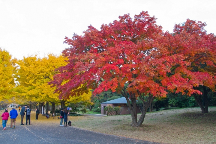 【景點。遊記】東京 立川市 黃葉銀杏的尾聲 昭和紀念公園 銀杏 聖誕節 花火 賞花 郊遊 踏青 推薦