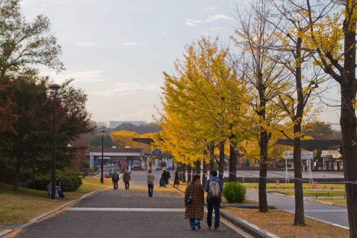 【景點。遊記】東京 立川市 黃葉銀杏的尾聲 昭和紀念公園 銀杏 聖誕節 花火 賞花 郊遊 踏青 推薦