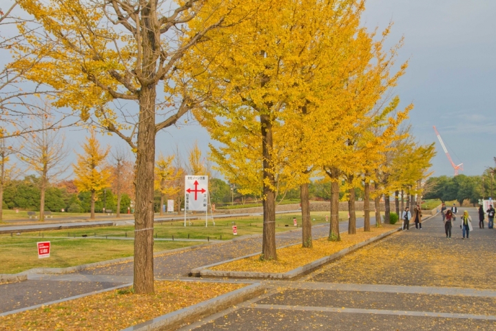 【景點。遊記】東京 立川市 黃葉銀杏的尾聲 昭和紀念公園 銀杏 聖誕節 花火 賞花 郊遊 踏青 推薦