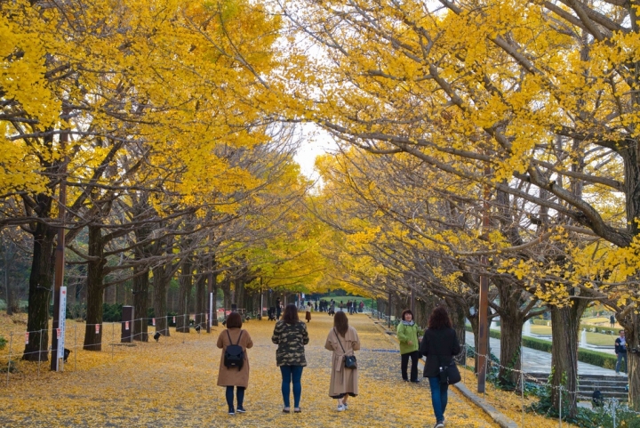 【景點。遊記】東京 立川市 黃葉銀杏的尾聲 昭和紀念公園 銀杏 聖誕節 花火 賞花 郊遊 踏青 推薦