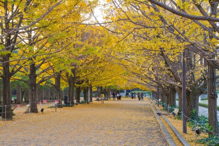 【景點。遊記】東京 立川市 黃葉銀杏的尾聲 昭和紀念公園 銀杏 聖誕節 花火 賞花 郊遊 踏青 推薦