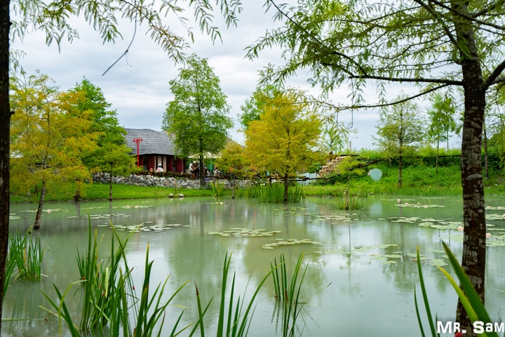 花蓮-見花忘憂~金針花之旅~(MR.Sam/赤科山/六十石山/慶修院/落雨松)