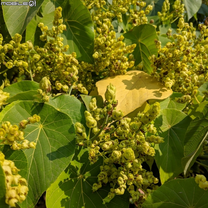 落羽松+血桐+輪傘莎草 台南市東區巴克禮公園 01/06
