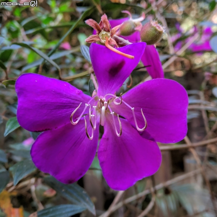 紫藤花隧道(仿真花) 台南市新化區大坑農場 01/17