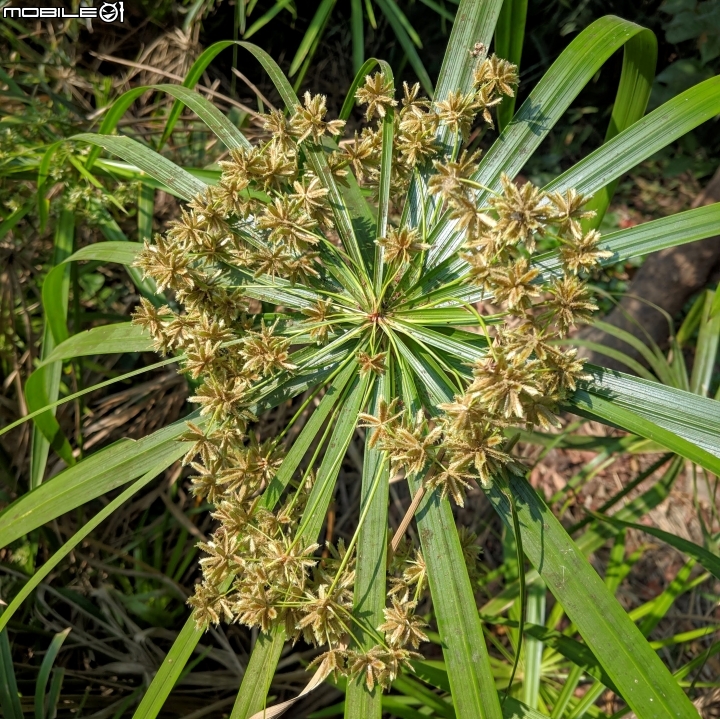 落羽松+血桐+輪傘莎草 台南市東區巴克禮公園 01/06