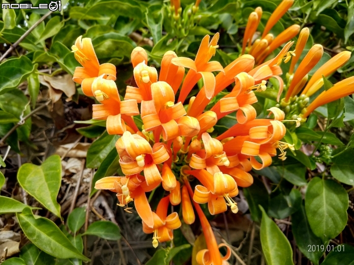 炮仗花+鳳梨 台南市山上區 01/01