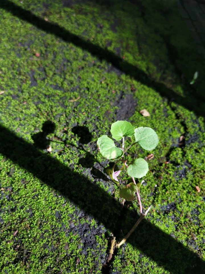 (更新) Mate 20 Pro 美照圖集 (Leica 3 鏡完全應用解析)