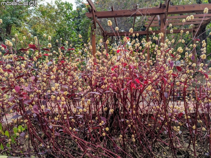 扁桃斑鳩菊 台南市東區後甲公園 01/27