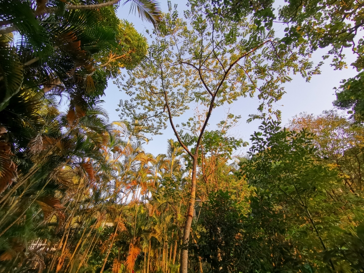 (更新) Mate 20 Pro 美照圖集 (Leica 3 鏡完全應用解析)