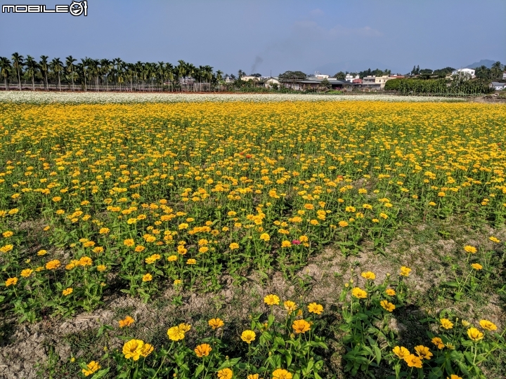 杉林花海 高雄市杉林區縣道181 01/18