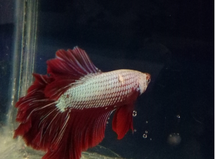 鬥魚怎麼了