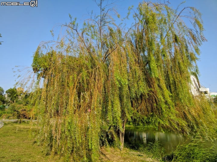 落羽松+血桐+輪傘莎草 台南市東區巴克禮公園 01/06