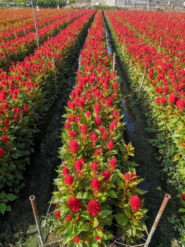 羽狀雞冠花 嘉義市西區玉山路 01/05