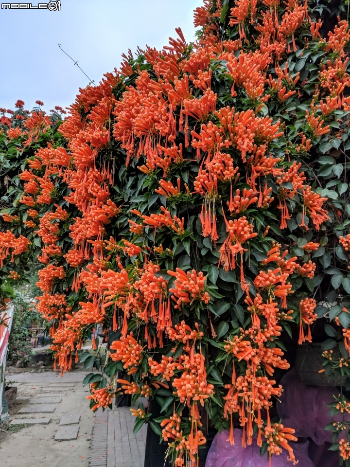 炮仗花+煙火花 台南市後壁區7-11 01/19
