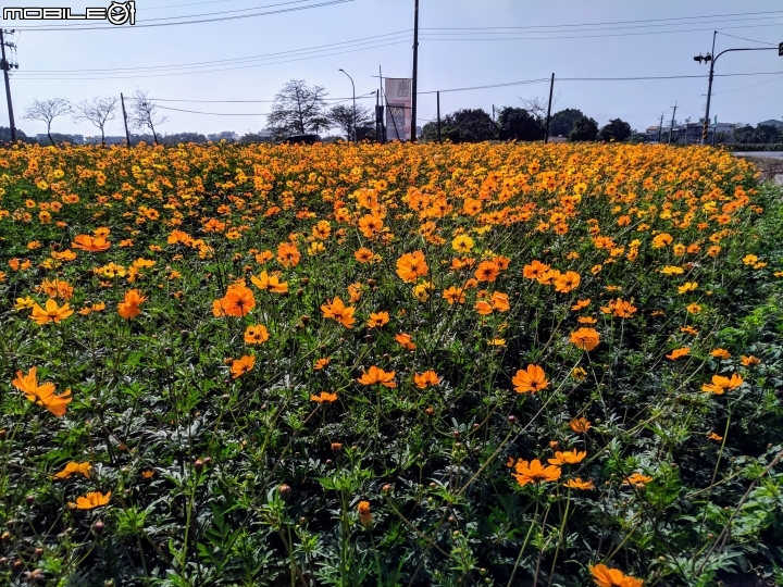 大波斯菊+百日菊 台南市鹽水區 01/13