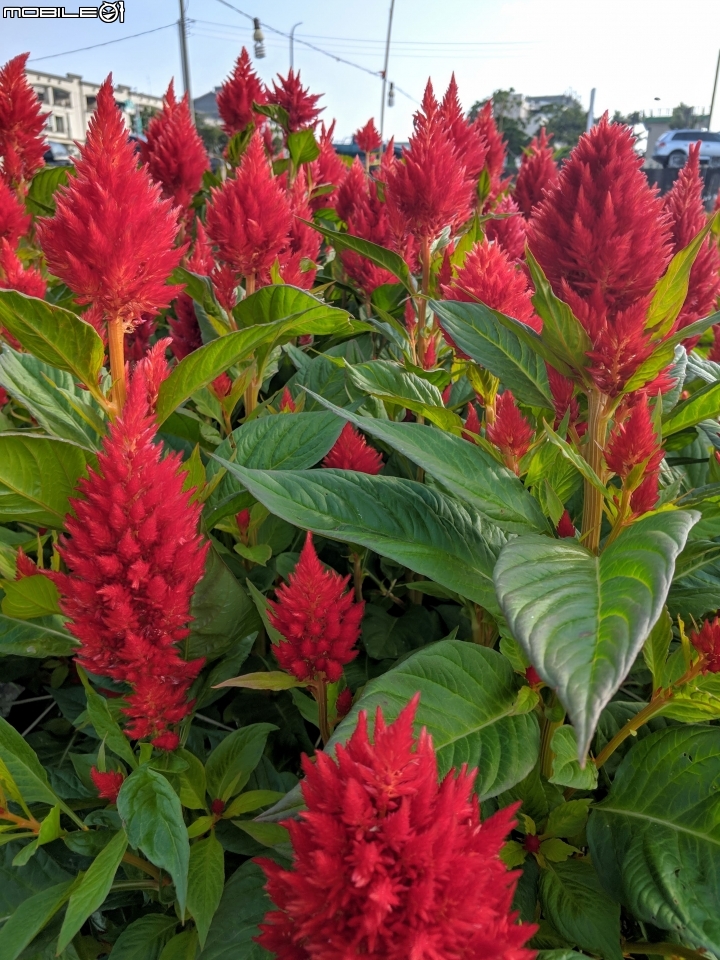 羽狀雞冠花 嘉義市西區玉山路 01/05