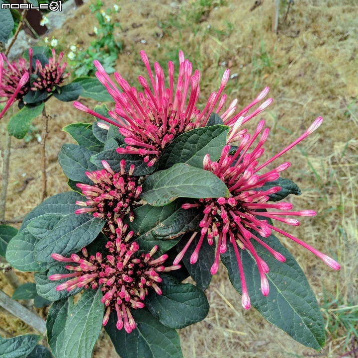 炮仗花+煙火花 台南市後壁區7-11 01/19