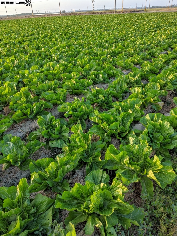 油菜花 台南市後壁區嘉民里 01/12