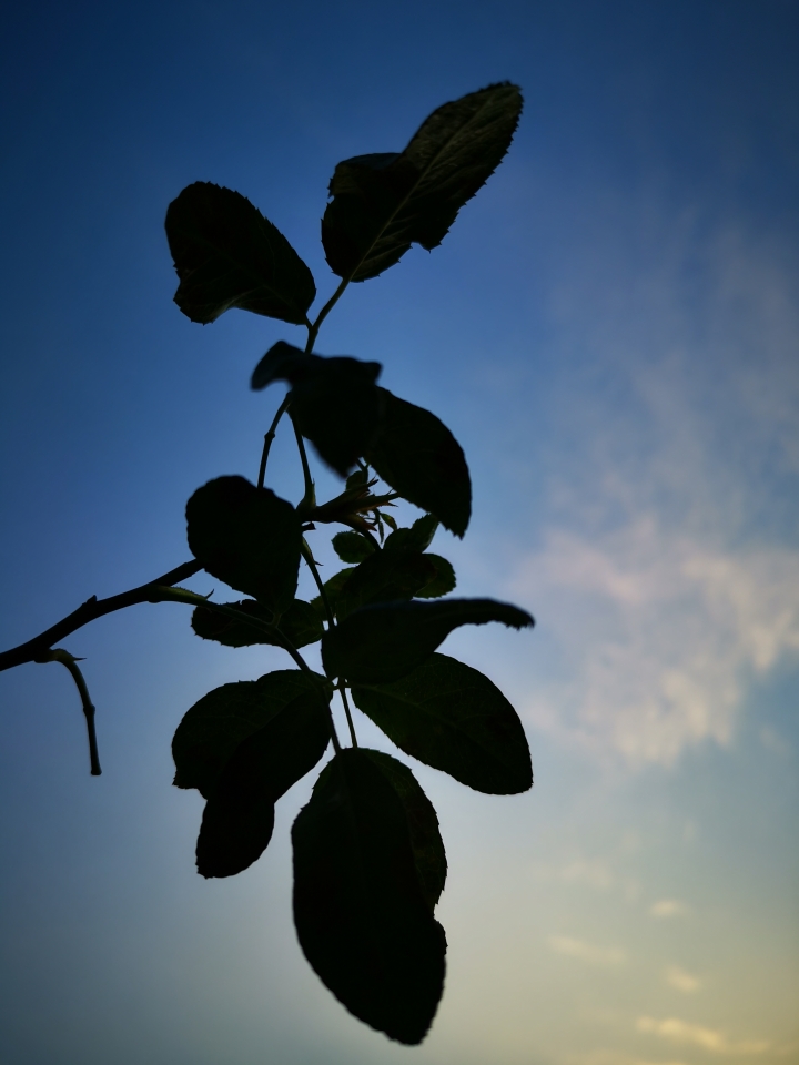 (更新) Mate 20 Pro 美照圖集 (Leica 3 鏡完全應用解析)
